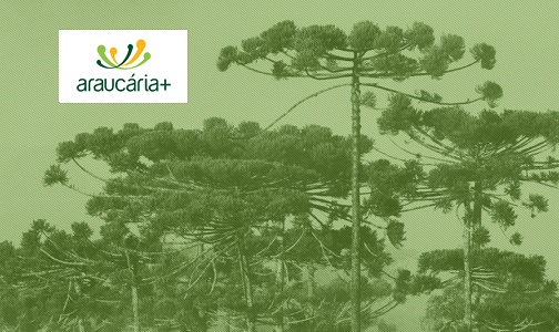 araucaria